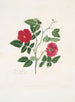 Rose semperflorens - Mary Lawrance — widok dzieła