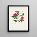 Rose semperflorens - Mary Lawrance — oprawiony obraz na ścianie