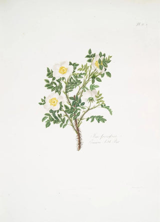 Mary Lawrance - Rosa spinosissima3.webp