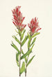Castilléjie de l'Alberta Castilleja miniata - Mary Vaux Walcott — widok dzieła