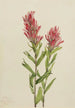 Castilléjie de l'Alberta Castilleja miniata - Mary Vaux Walcott — widok dzieła