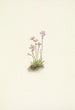 Primula maccalliana Alberta Primevère - Mary Vaux Walcott — widok dzieła