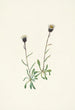 Vergerette des Aléoutiennes Erigeron unalaschensis - Mary Vaux Walcott — widok dzieła