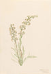 Pédiculaire contortée Pedicularis contorta - Mary Vaux Walcott — widok dzieła