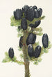 Sapin subalpin Abies lasiocarpa - Mary Vaux Walcott — widok dzieła
