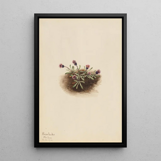 Mary Vaux Walcott - Alpine Fleabane Erigeron unalaschcensis.webp