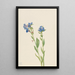 Myosotis des Alpes Myosotis alpestris - Mary Vaux Walcott — oprawiony obraz na ścianie