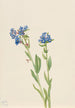 Myosotis des Alpes Myosotis alpestris - Mary Vaux Walcott — widok dzieła
