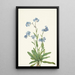 Myosotis des Alpes Myosotis alpestris - Mary Vaux Walcott — oprawiony obraz na ścianie