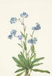 Myosotis des Alpes Myosotis alpestris - Mary Vaux Walcott — widok dzieła