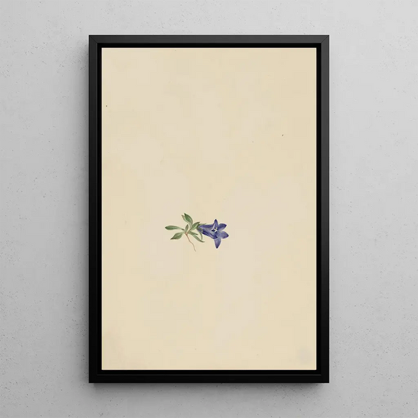 Mary Vaux Walcott - Alpine Harebell.webp