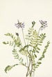 Astragal alpejski Astragalus alpinus - Mary Vaux Walcott — widok dzieła