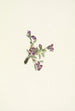 Kwiat oxytropis alpejskiej Oxytropis podocarpa - Mary Vaux Walcott — widok dzieła