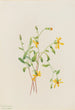 Senecio alpin Senecio species - Mary Vaux Walcott — widok dzieła