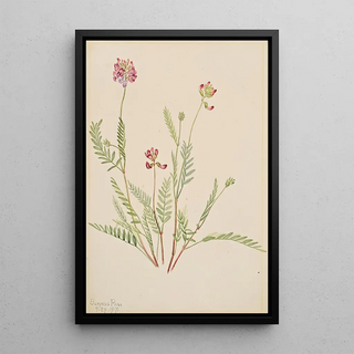 Mary Vaux Walcott - Alpine Vetch Astragalus bourgovii.webp