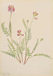 Vesce alpejski Astragalus bourgovii - Mary Vaux Walcott — widok dzieła