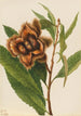 Amerykańskiego kasztanowca Castanea dentata - Mary Vaux Walcott — widok dzieła