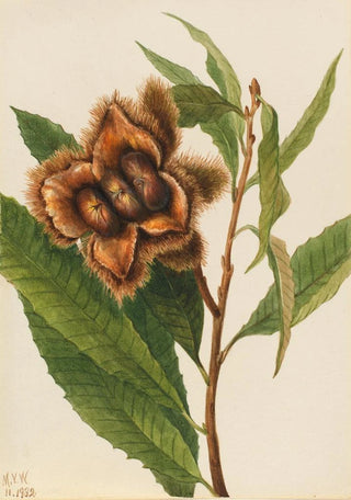 Mary Vaux Walcott - American Chestnut Castanea dentata.webp
