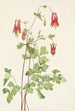 Ancolie du Canada Aquilegia canadensis - Mary Vaux Walcott — widok dzieła