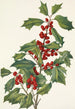 Amerykański ostrokrzew Ilex opaca - Mary Vaux Walcott — widok dzieła