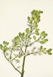 Gui amerykański Phoradendron flavescens - Mary Vaux Walcott — widok dzieła