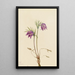 Anemone pulsatille amerykańska Pulsatilla ludoviciana - Mary Vaux Walcott — oprawiony obraz na ścianie