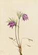 Anemone pulsatille amerykańska Pulsatilla ludoviciana - Mary Vaux Walcott — widok dzieła