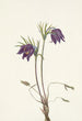 Kwiat pulsatilla amerykańska Pulsatilla ludoviciana - Mary Vaux Walcott — widok dzieła