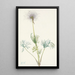 Owoc pulsatilla amerykańska Pulsatilla ludoviciana - Mary Vaux Walcott — oprawiony obraz na ścianie