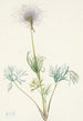 Owoc pulsatilla amerykańska Pulsatilla ludoviciana - Mary Vaux Walcott — widok dzieła