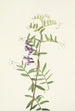 Vesce amerykańska Vicia americana - Mary Vaux Walcott — widok dzieła