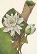 Nénuphar amerykański Castalia odorata - Mary Vaux Walcott — widok dzieła