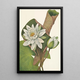 Mary Vaux Walcott - American Waterlily Castalia odorata.webp