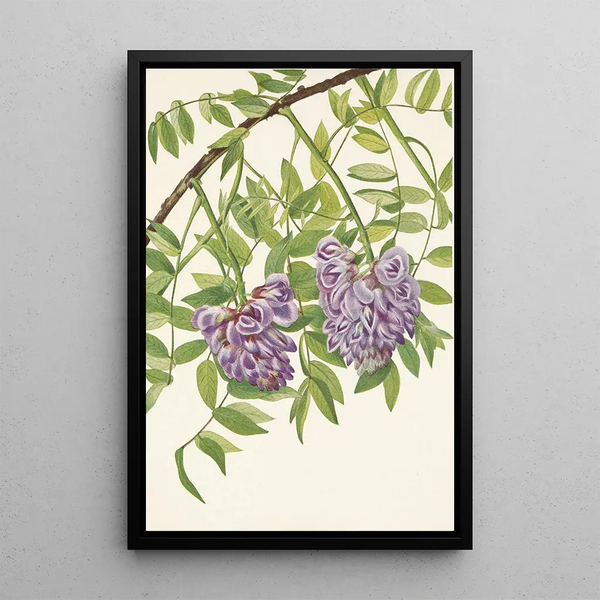 Mary Vaux Walcott - American Wistaria Kraunhia frutescens.webp