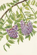 Glycine amerykańska Kraunhia frutescens - Mary Vaux Walcott — widok dzieła