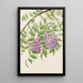 Glycine amerykańska Kraunhia frutescens - Mary Vaux Walcott — oprawiony obraz na ścianie