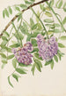 Glycine amerykańska Kraunhia frutescens - Mary Vaux Walcott — widok dzieła