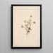 Anemone Anemone drummondii - Mary Vaux Walcott — oprawiony obraz na ścianie