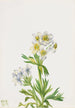 Anemone Anemone zephyra - Mary Vaux Walcott — widok dzieła