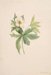 Anemone kanadyjska Anemone canadensis - Mary Vaux Walcott — widok dzieła