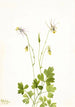 Ancolie bez ostrogi Aquilegia ecalcarata - Mary Vaux Walcott — widok dzieła
