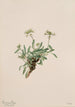 Arabis drummondii - Mary Vaux Walcott — widok dzieła