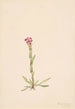Arabis lyallii - Mary Vaux Walcott — widok dzieła