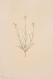 Arenaria formosa - Mary Vaux Walcott — widok dzieła