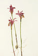 Aréthuse Arethusa bulbosa - Mary Vaux Walcott — widok dzieła
