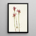 Aréthuse Arethusa bulbosa - Mary Vaux Walcott — oprawiony obraz na ścianie