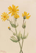 Arnica Arnica latifolia - Mary Vaux Walcott — widok dzieła