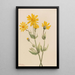 Arnica Arnica latifolia - Mary Vaux Walcott — oprawiony obraz na ścianie