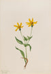 Arnica alpejska Arnica alpina - Mary Vaux Walcott — widok dzieła