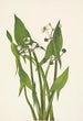 Strzała Strzelca Sagittaria cuneata - Mary Vaux Walcott — widok dzieła